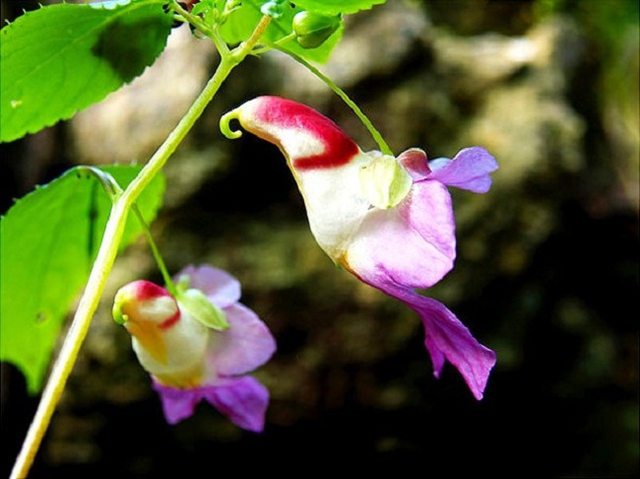 Hoa chim vẹt có mùi thơm ngát cực kỳ hiếm gặp, chỉ thấy ở Thái Lan, Manipur, Ấn Độ. Nó được xếp vào những loài hoa có nguy cơ tuyệt chủng và tuyệt đối không được phép mang ra khỏi đất nước.