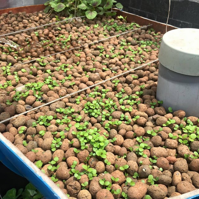 Cá được chăn thả theo mô hình thùng Aquaponics