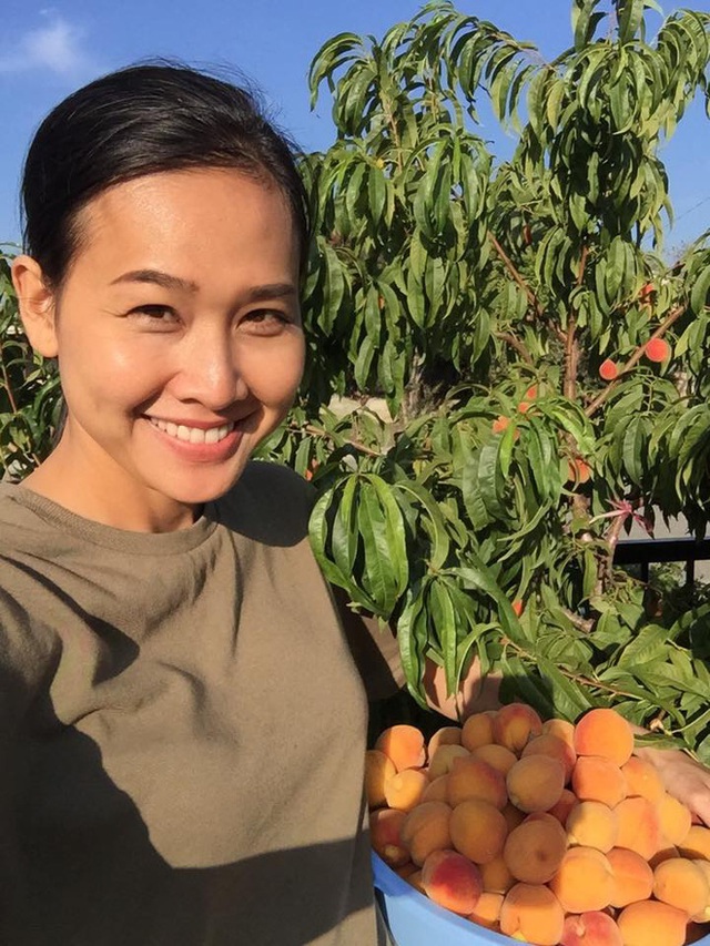 
Hoa hậu Dương Mỹ Linh cười tươi khi thu hoạch được nhiều quả chín.
