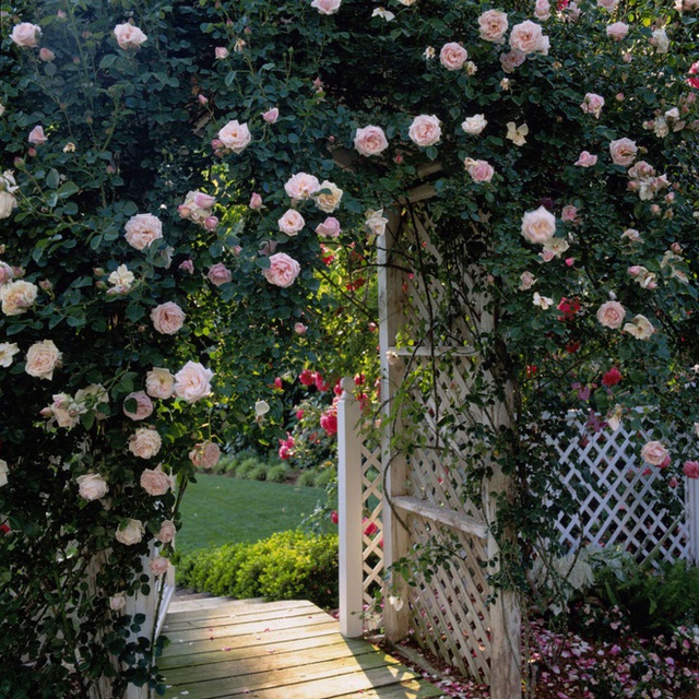 15. Giàn hồng leo trước cổng đẹp ấn tượng với màu sắc bắt mắt nở rực rỡ trong mùa hè tạo điểm nhấn sinh động cho khoảng sân vườn.