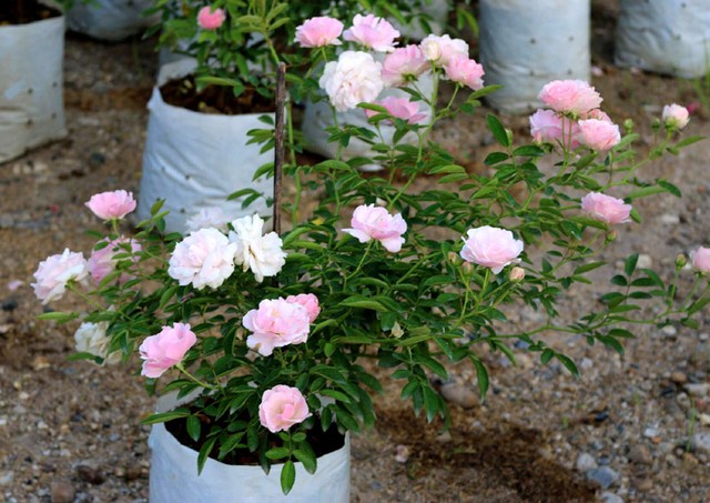 Theo chị Tuyết, vườn hồng của chị có khoảng 300 loại hoa, trong đó có gần chục giống hồng nội, còn lại đều là giống hoa hồng ngoại được chị nhập trực tiếp từ các nước