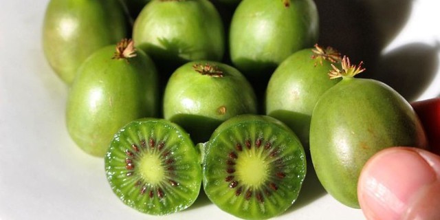 Dù loại kiwi này có giá khá đắt đỏ, hơn 1 triệu đồng/kg khách lại chuộng mua về ăn rất nhiều.