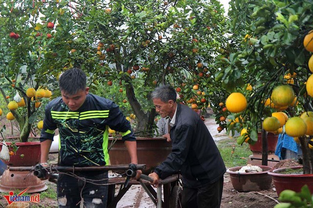 Đã ngoài 65 tuổi, ông Giáp vẫn đích thân vận chuyển cây đi tiêu thụ