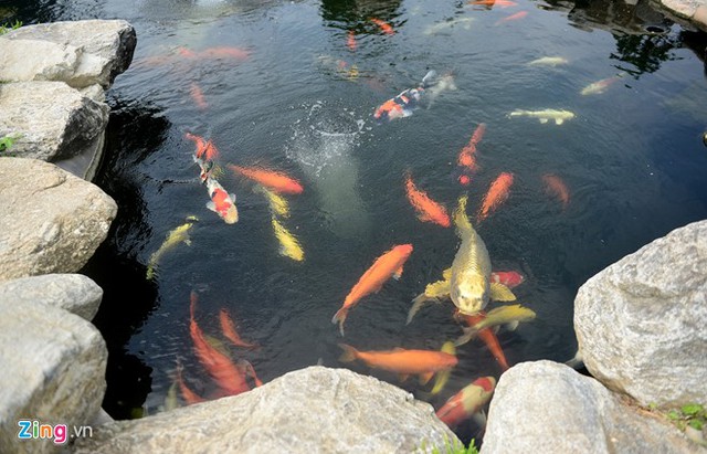
Đàn cá Koi bơi lội tung tăng ở hồ nước. Ca sĩ Nguyên Lộc cũng dành một góc nhỏ để trồng rau, anh tự chăm sóc khu vườn này vì cảm giác như được trở lại thời tự cung tự cấp.
