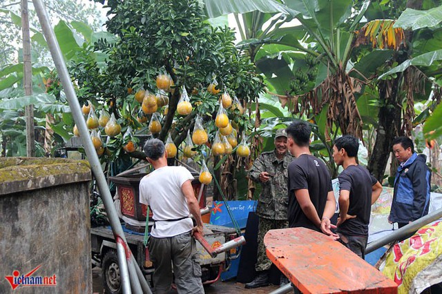 C&oacute; những c&acirc;y qu&aacute; lớn, &ocirc;ng Gi&aacute;p phải nhờ h&agrave;ng x&oacute;m gi&uacute;p sức chuyển l&ecirc;n xe