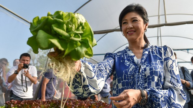 Từ loại rau xà lách cho đến rau cải... đều được bà chăm chút khá chỉnh chu, cẩn thận. Bởi vậy, các luống rau cứ thế đua nhau mọc tươi tốt và hầu như không bị sâu ăn hại.