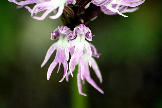 Phong lan Italica là một loài thực vật bản địa của khu vực Địa Trung Hải, thường mọc trên các vùng đất nghèo dinh dưỡng. Do hình dáng khá đặc biệt của cánh hoa, chúng còn có một tên gọi khác là phong lan anh chàng cởi truồng (naked man orchid).
