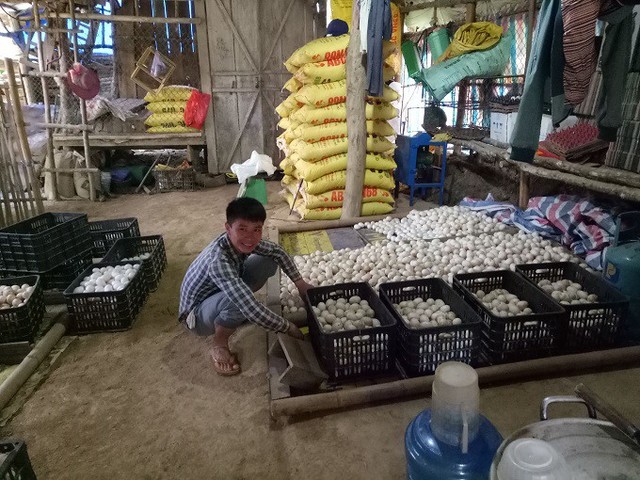 Nhân công trại vịt cổ xanh đang đếm trứng vào từng rổ để chuyển và cung cấp cho khách hàng đặt mua./
