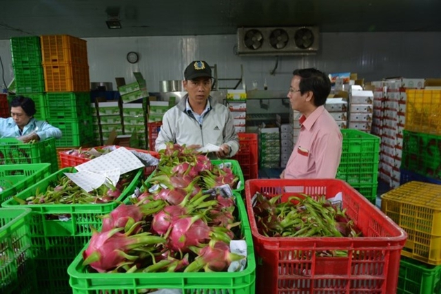 Thanh long là loại trái cây đầu tiên của Việt Nam được xuất khẩu vào thị trường Mỹ. Theo thống kê, lượng xuất khẩu thanh long vào Mỹ tăng theo năm. Ảnh: Plo.