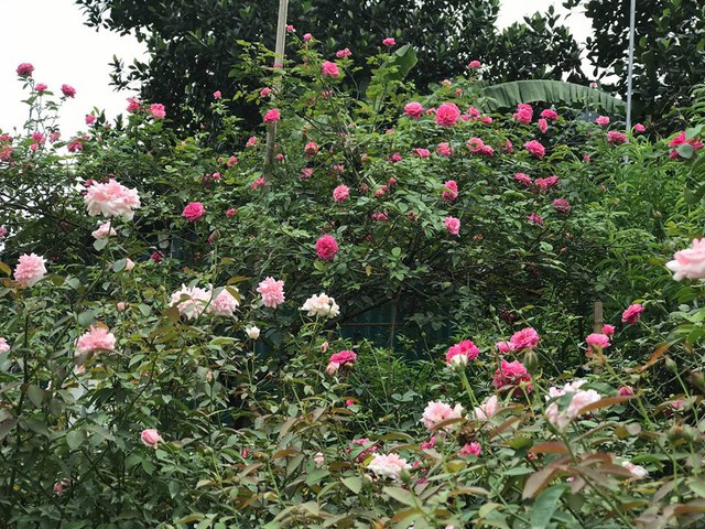 Lúc đó đi vào vườn hồng chẳng khác gì lạc vào xứ thần tiên. Hàng ngàn gốc hồng đua nhau khoe sắc, rồi thêm cả ong bướm bay rập rờn thưởng hoa hút mật, chị nói.