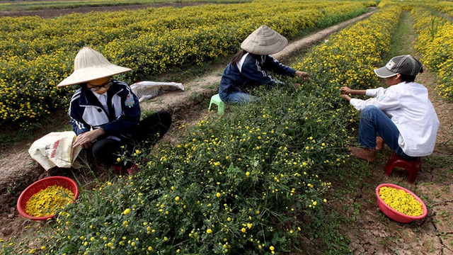 Hai chị em ruột Phùng Thị Hiền (HS lớp 8), Phùng Đức Toàn (HS lớp 7) và cháu họ Nguyễn Phương Dung (HS lớp 7) đều là học sinh trường THCS Tân Quang (Xã Tân Quang) tranh thủ sau buổi học sáng hái hoa thuê kiếm thêm tiền phụ giúp bố mẹ dịp Tết này.