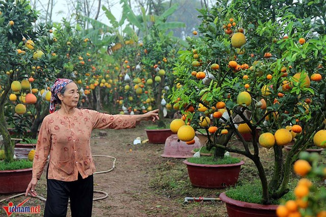 Hầu như ngày nào ông ấy cũng ở vườn cây, cắt cắt, bấm bấm, rồi chăm bón không kể nắng mưa - bà Thanh kể