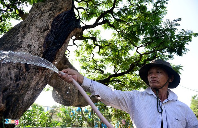 Cây cảnh giá trị này là của ông Võ Văn Hai (ngụ quận Thủ Đức). Ông cho hay cây được ông mua cách đây 14 năm tại một nhà vườn ở miền Trung. Thời điểm đó, người bán cho biết cây có tuổi đời đã hơn 100 năm.