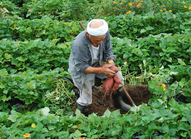 Loại khoai lang giống Nhật này được trồng khá nhiều tại Việt Nam, đặc biệt là ở Đà Lạt (Lâm Đồng)