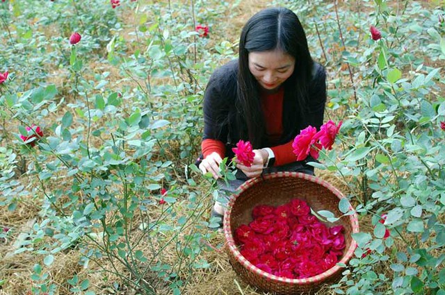 Hoa hồng thu hái được đem chưng cất thành nước hoa hồng