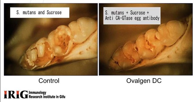 Hình: Sâu răng được ngăn chặn trong môi trường vi khuẩn S.mutans và đường thức ăn luôn có sẵn trong khoang miệng nhưng có sử dụng kháng thể Ovalgen DC.