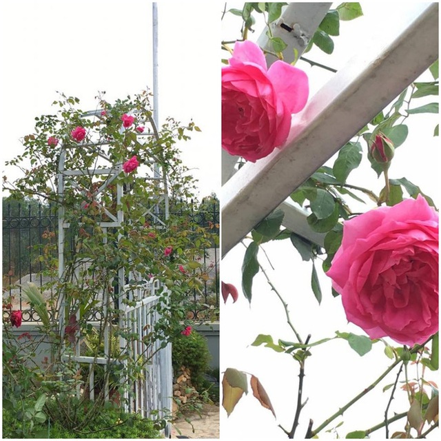 Cổng vào nhà được chị Hằng trồng hồng leo.