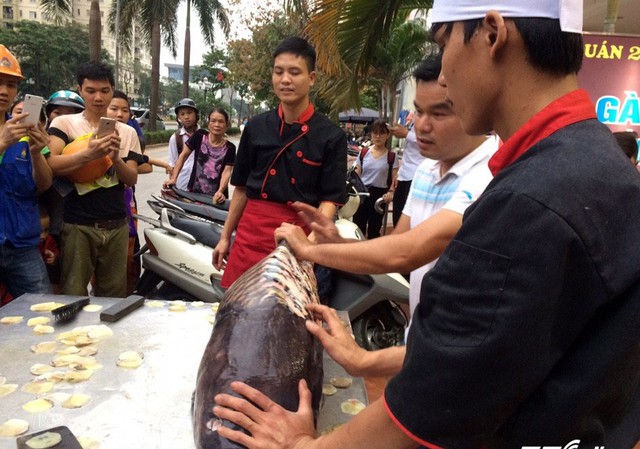 Ở Campuchia, cá hô được phong làm cá quốc gia.