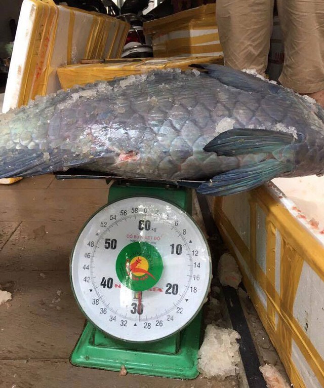 Trọng lượng cá khủng trung bình từ 30-60kg/con
