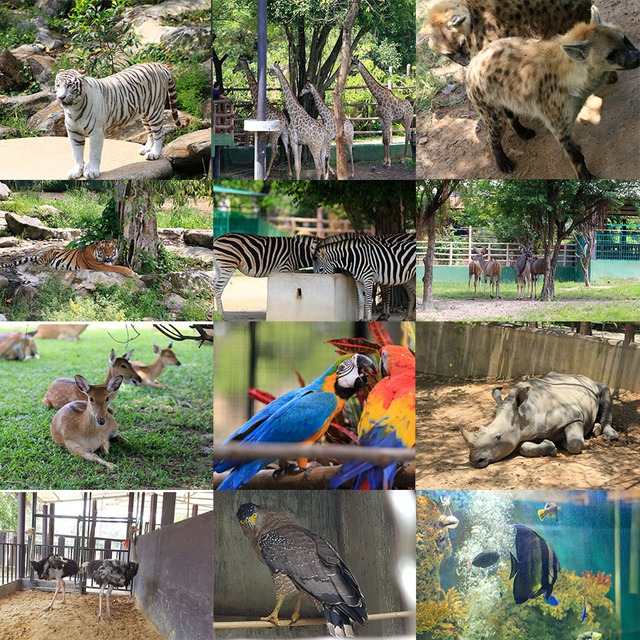 
Sở thú Vườn Xoài sống động bậc nhất
