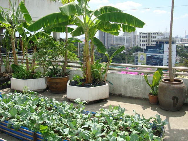 Bạn có thể xây nhưng bồn, chậu cây nhỏ trên sân thượng để trồng các loại cây, rau phù hợp. Hoặc sử dụng những chậu, bồn.