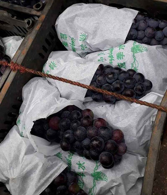 Dân buôn chợ đầu mối tiết lộ, loại nho Ninh Thuận bày bán tràn lan tại chợ là nho Trung Quốc đột lốt