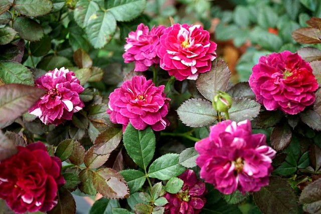 Vườn hồng của chị quy đủ đủ các loại hồng nội và ngoại.