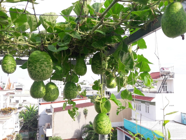 Giàn bầu sai trĩu trên sân thượng.