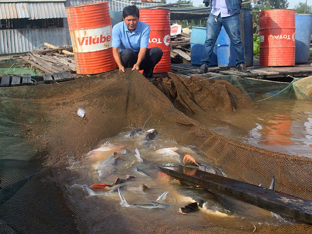 Qua nhiều năm “sưu tầm”, ông sở hữu gần 20 con cá Hồng Vỹ. Mỗi con nặng gần 20kg.