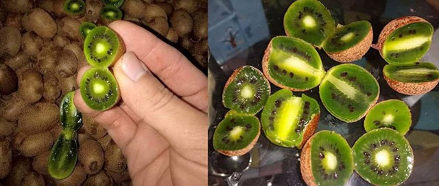 Kiwi rừng xuất hiện tại một số tỉnh vùng cao ở Việt Nam có hình dáng giống kiwi dâu .