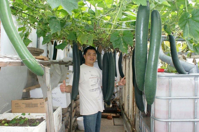 Khi còn ở Việt Nam, anh Nguyễn Xuân Hải (hiện sống ở Cộng hòa Séc) thường phụ mẹ trồng rau trong khu vườn rất rộng tại Thanh Hóa. Thời đó anh thường dậy từ 3-4h sáng, tưới rau, thu hoạch chở ra chợ cho mẹ bán.