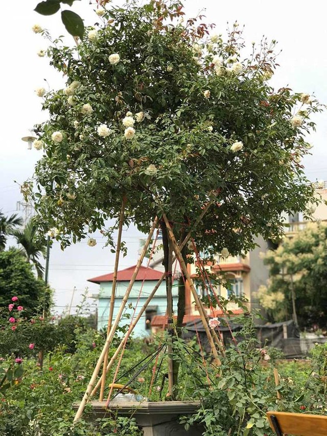 Các gốc tree rose nguyên bản đều có tuổi đời từ 25-30 năm. Đáng chú ý có gốc giá trị lên tới 50 triệu