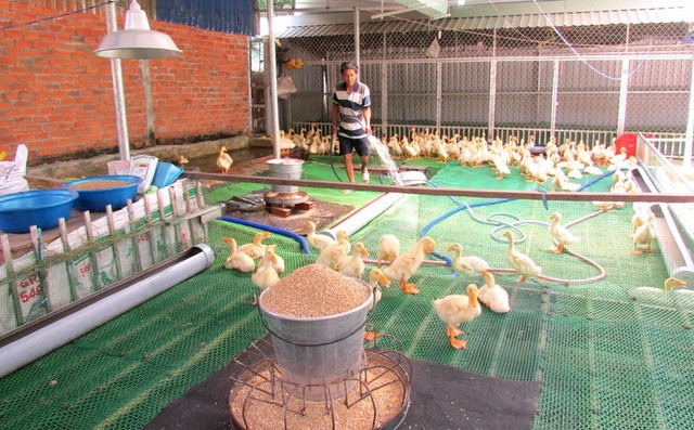 Mô hình chăn nuôi vịt trên sàn lưới của gia đình ông Đặng Văn Phe.