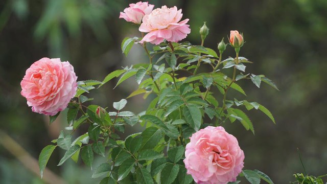Không gian thêm ấm cúng tràn ngập sắc hương bởi các loài hoa hồng khoe sắc. Anh Liêm tận dụng những góc nhiều nắng để đặt các chậu hoa.