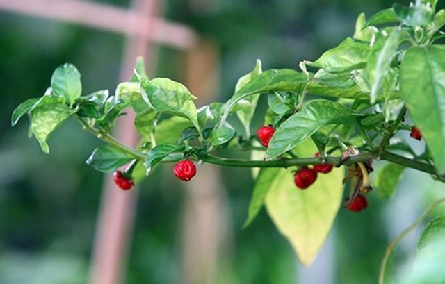 Ớt tử thần Carolina Reaper