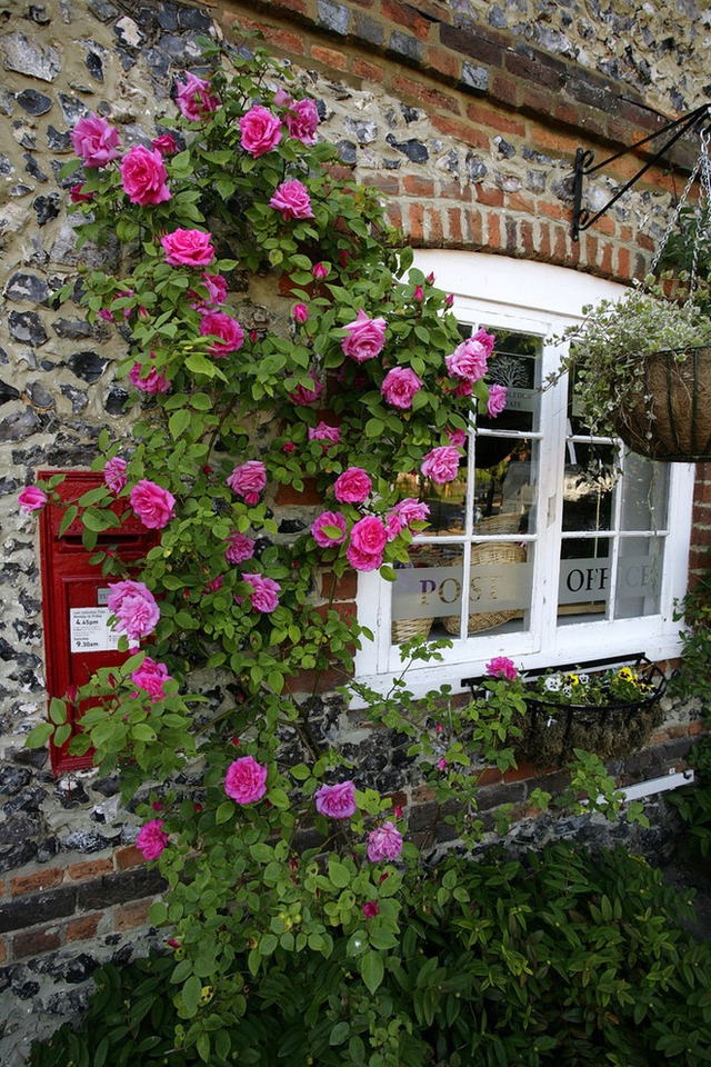 Cây hồng leo màu hồng tím dẫu không chi chít hoa nhưng cũng đủ làm khung cửa sổ thêm thi vị.