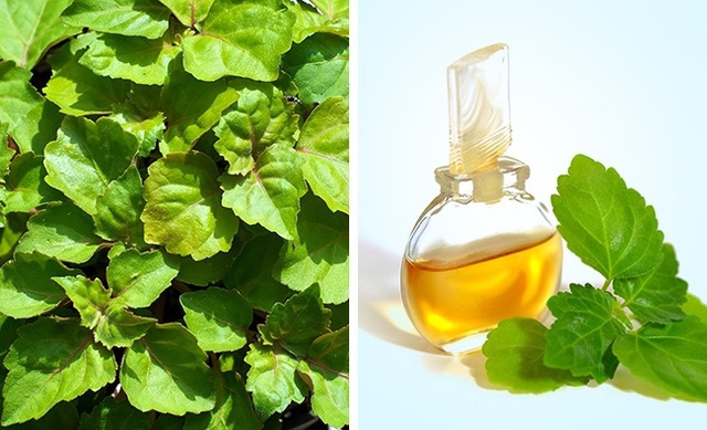 Tinh dầu hoắc hương hoạt động giống như một chất khử tr&ugrave;ng, hỗ trợ giảm sốt, điều trị nhiễm khuẩn do nấm, hay thậm ch&iacute; l&agrave; sỏi thận. B&ecirc;n cạnh đ&oacute;, n&oacute; c&ograve;n c&oacute; một c&ocirc;ng dụng kh&aacute;c đ&oacute; l&agrave; gi&uacute;p che giấu m&ugrave;i cơ thể.