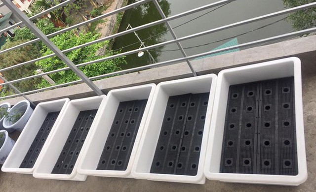 L&acirc;n d&ugrave;ng chậu nhựa chuy&ecirc;n để trồng c&acirc;y n&ecirc;n kh&ocirc;ng lo thấm trần như th&ugrave;ng xốp, nh&igrave;n lại đều đặn v&agrave; c&oacute; t&iacute;nh thẩm mỹ.