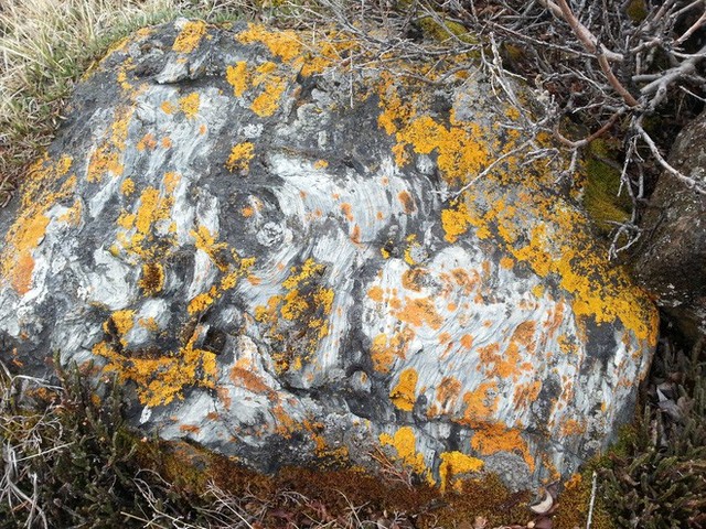 Trông thì như đám rêu bám trên tảng đá nhưng chúng chính là sinh vật tồn tại lâu đời nhất trên Trái đất.