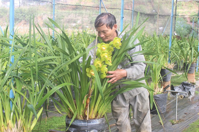 Ông Hùng đang tỉ mỉ chăm sóc vườn địa lan của gia đình