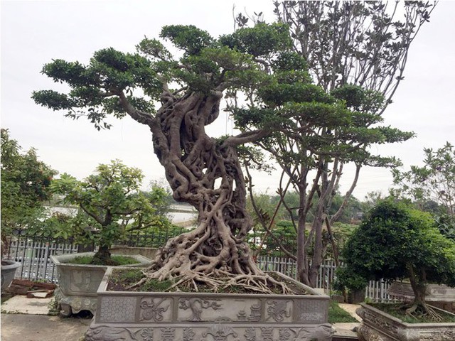 Cây si trên của gia đình ông Nguyễn Văn Ngọ (62 tuổi), ở xã Đồng Trúc, huyện Thạch Thất, Hà Nội. Trong khu vườn nhà ông Ngọ có hàng trăm cây cảnh đẹp, quý hiếm, trị giá nhiều tỷ đồng. Tuy nhiên, cây si hình chữ S có chiều cao hơn 4m là đặc biệt hơn cả.