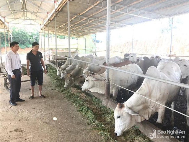 Với h&igrave;nh thức nu&ocirc;i gối nhau 3-4 đợt/năm, l&atilde;i khoảng 6 triệu/con, b&igrave;nh qu&acirc;n một năm anh Nguyễn Văn Tấn ở x&oacute;m Khe S&agrave;i 1, x&atilde; Nghĩa Lộc (Nghĩa Đ&agrave;n) thu hơn 1 tỷ đồng. Ảnh: Minh Th&aacute;i