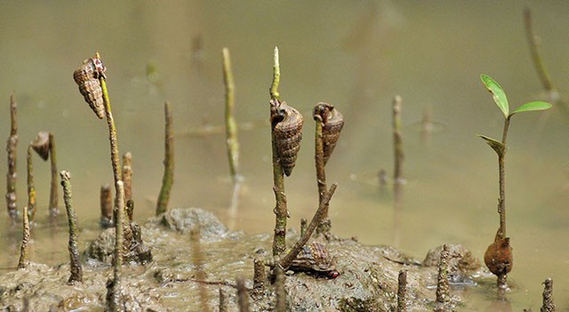 Đặc sản ốc len xứ Cà Mau theo con nước mà leo theo rễ mắm, thân cây, chỉ việc dùng tay để bắt.