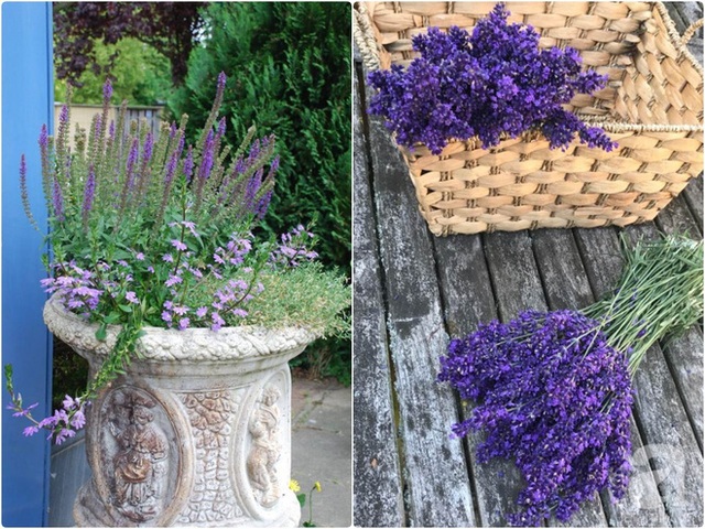Thu hoạch hoa lavender vào mùa hè để làm hoa khô cho vào tủ quàn áo chống mối mọt và ướp nước hoa cho phòng ngủ.