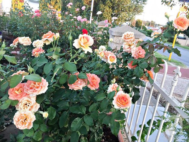 Gốc hồng nào trong vườn cũng sai hoa.