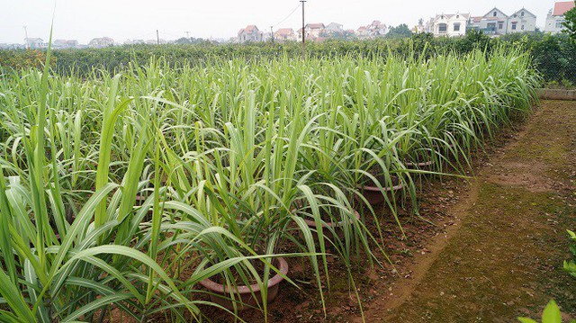 Kh&ocirc;ng chỉ trồng mỗi quất m&agrave; &ocirc;ng Th&agrave;nh c&ograve;n trồng th&ecirc;m m&iacute;a cảnh để b&aacute;n dịp Tết.