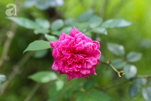 Trong vườn nhà chú Triều có một gốc hồng lâu năm, gần như lúc nào cũng có hoa nở.