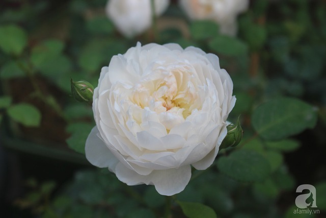 Glamis castle.