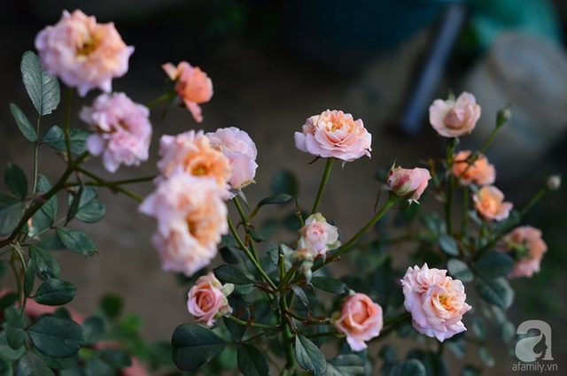 Những cành hồng khiến bất kỳ ai yêu loài hoa này đều bị thôi miên.