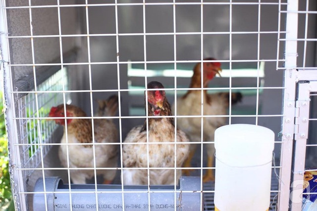 Chuồng gà được đặt gọn ở một góc sân thượng.